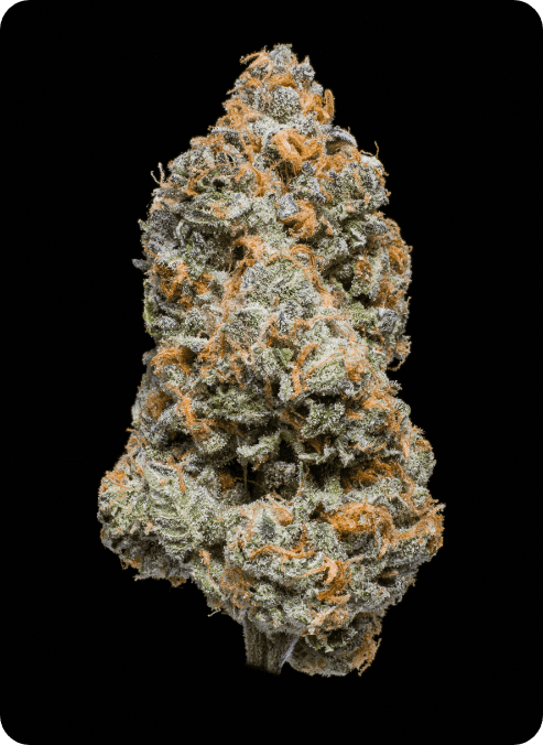 Fendi runtz discount strain